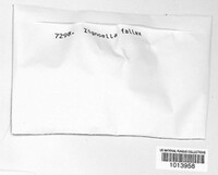 Zignoëlla fallax image